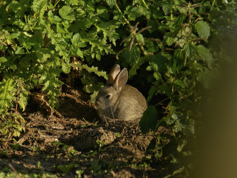 Donana, Rabbit